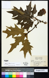 Quercus x moultonensis image