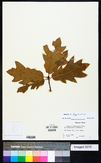 Quercus x egglestonii image