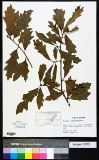 Quercus x comptoniae image