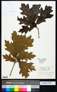 Quercus × jackiana image