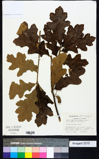 Quercus x willdenowiana image