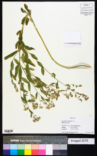 Lepidium latifolium image