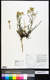 Lepidium montanum var. cinereum image