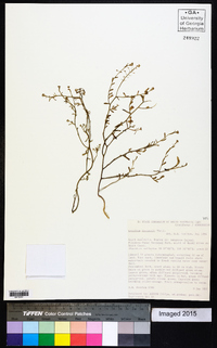 Image of Lepidium desvauxii