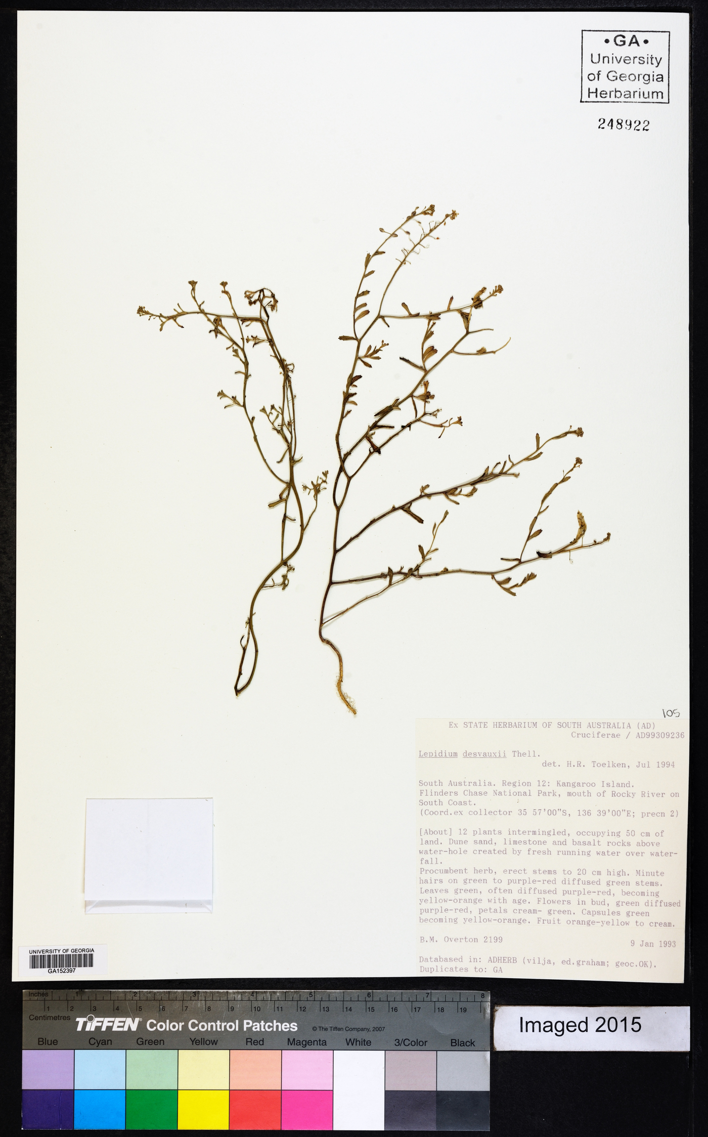 Lepidium desvauxii image
