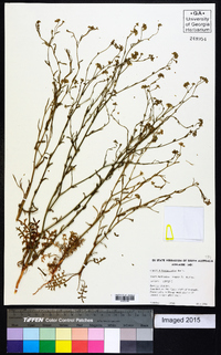 Image of Lepidium fasciculatum