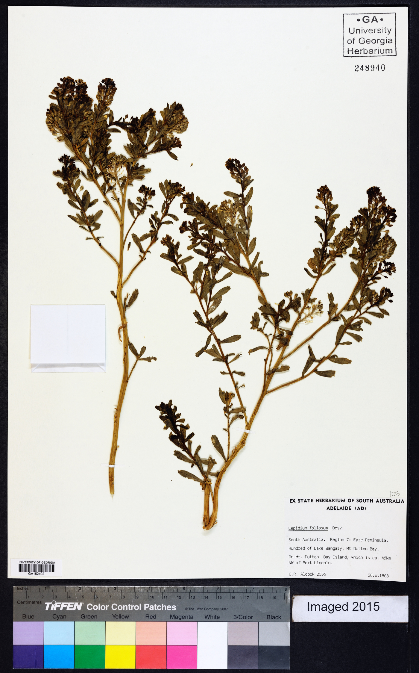 Lepidium foliosum image