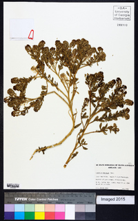 Lepidium foliosum image