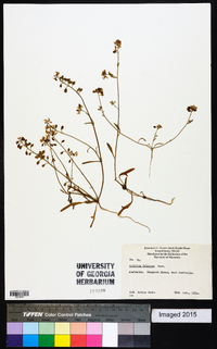 Lepidium foliosum image