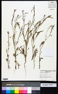 Image of Lepidium pseudohyssopifolium