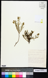 Image of Lepidium leptopetalum
