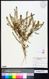 Image of Lepidium muelleriferdinandi
