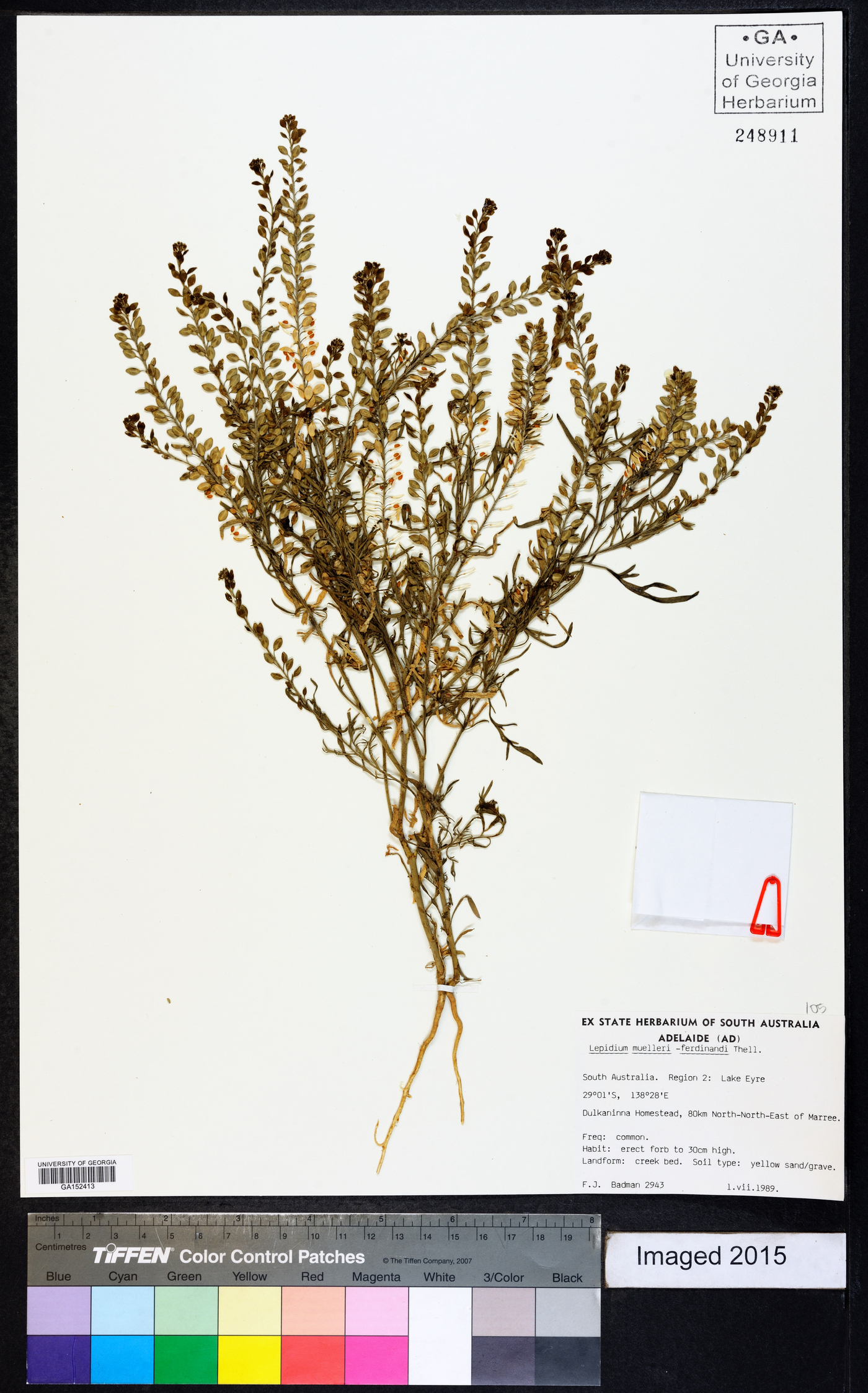 Lepidium muelleriferdinandi image