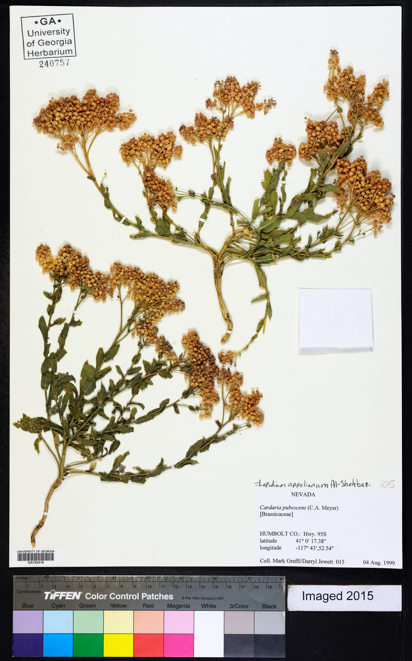 Lepidium appelianum image