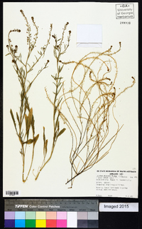 Image of Lepidium africanum
