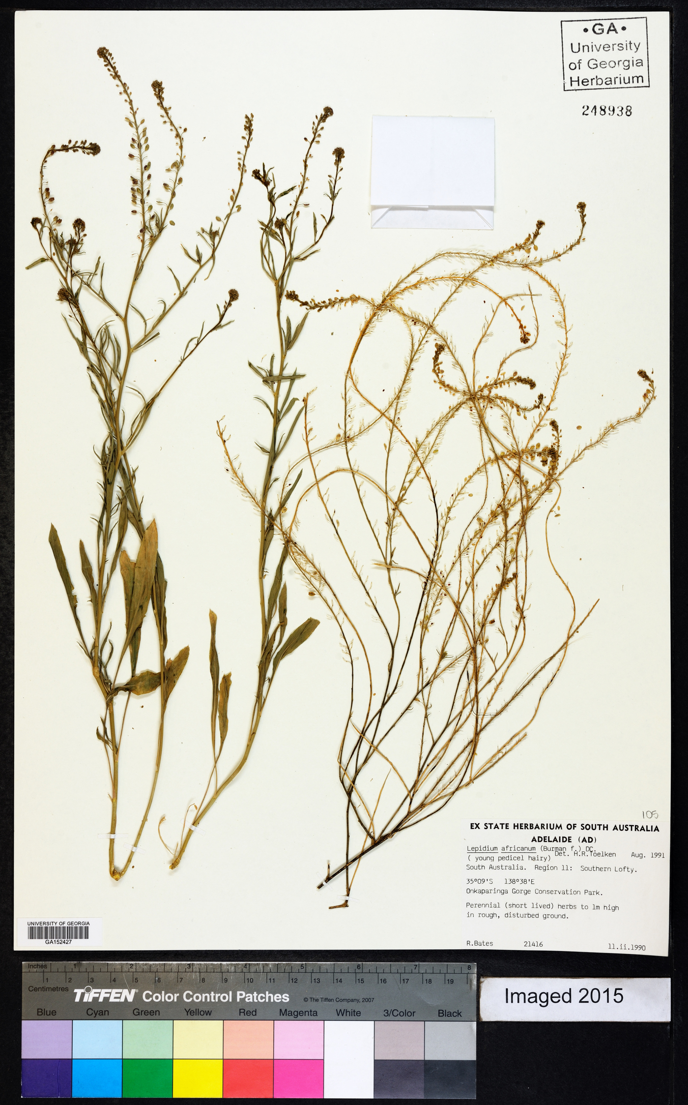 Lepidium africanum image