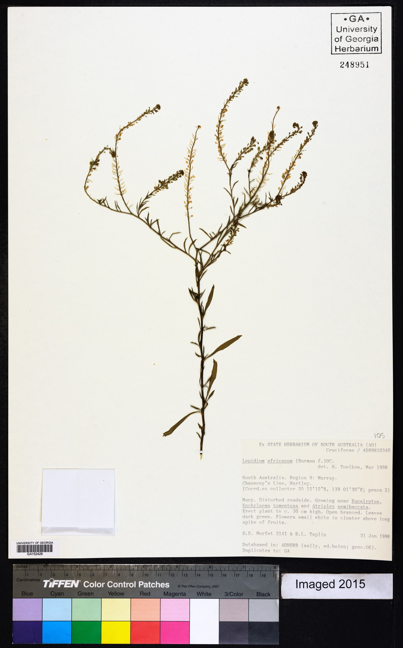 Lepidium africanum image