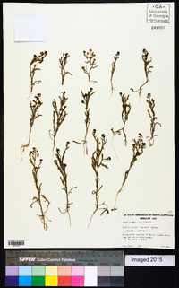 Image of Lepidium papillosum