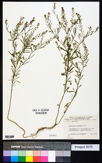 Lepidium ruderale image