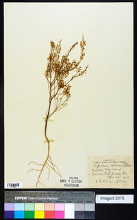 Lepidium intermedium image