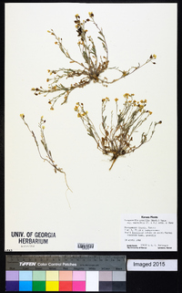 Physaria gracilis subsp. nuttallii image