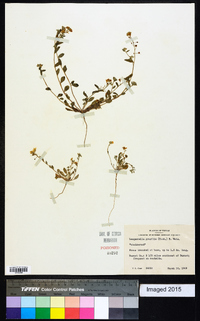 Physaria gracilis subsp. gracilis image