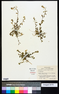 Physaria gracilis subsp. gracilis image