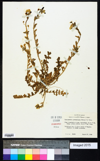 Paysonia grandiflora image