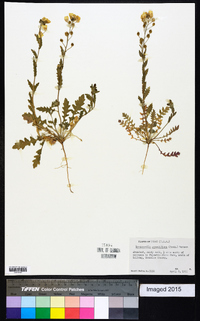 Paysonia grandiflora image