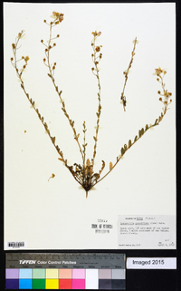 Paysonia grandiflora image