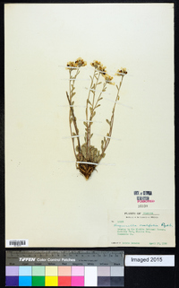 Physaria ovalifolia image