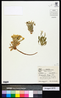 Physaria kingii image