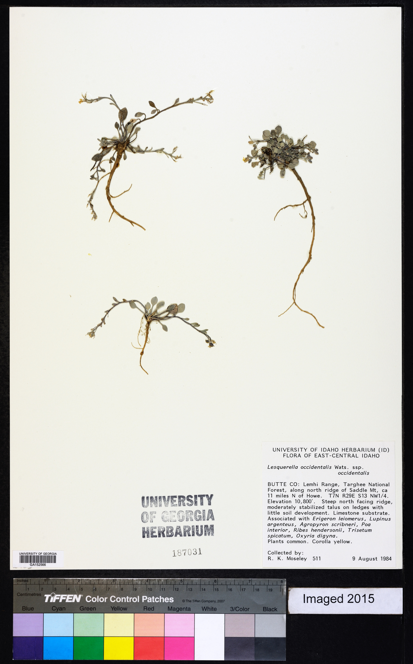 Physaria occidentalis subsp. occidentalis image