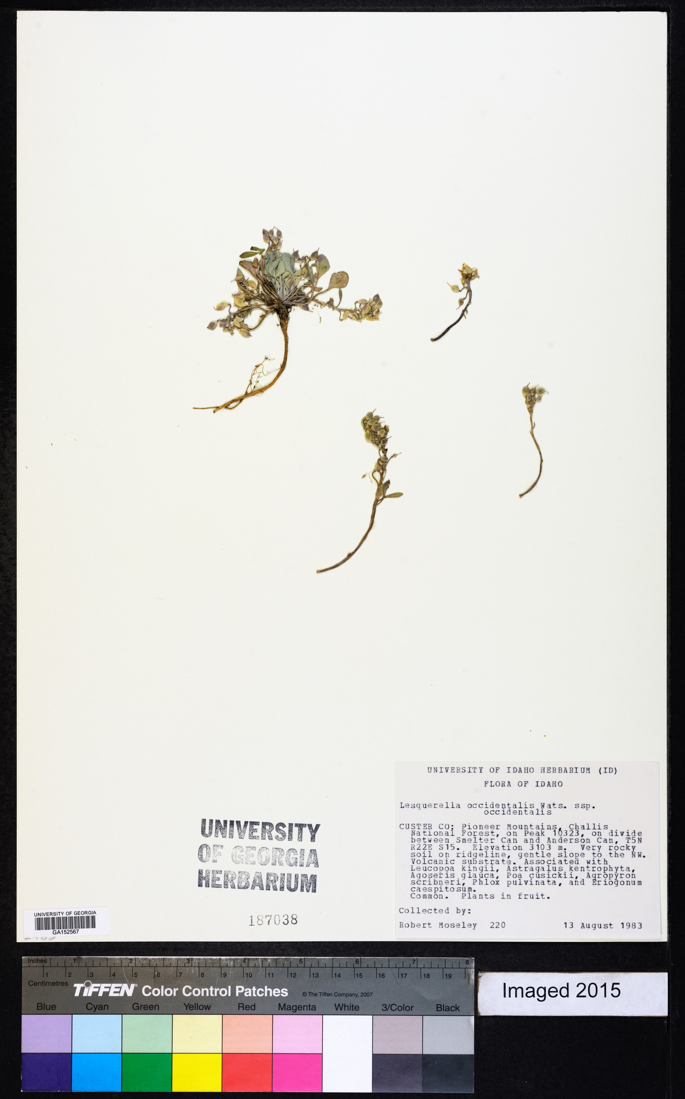 Physaria occidentalis subsp. occidentalis image