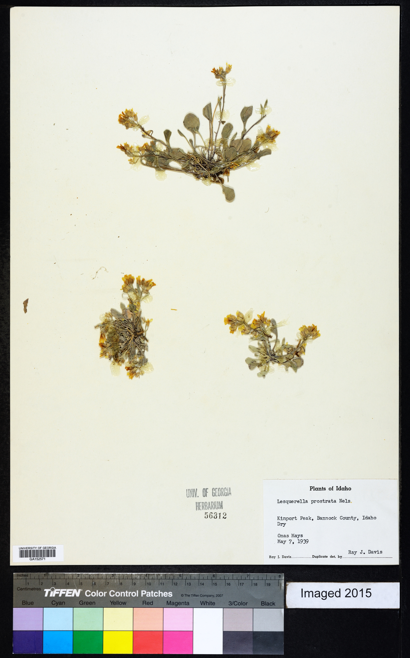 Physaria prostrata image