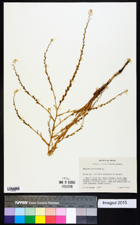 Myagrum perfoliatum image