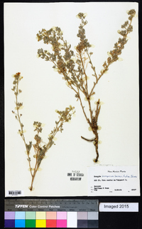 Nerisyrenia linearifolia image