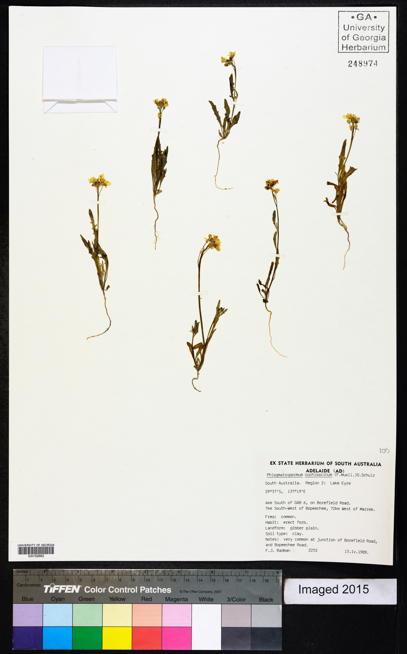 Phlegmatospermum cochlearinum image