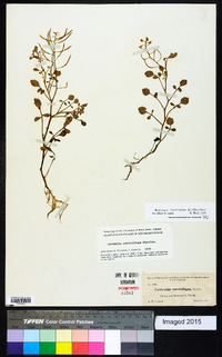 Rorippa floridana image