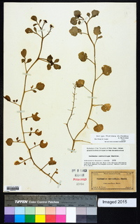 Rorippa floridana image