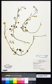 Rorippa floridana image