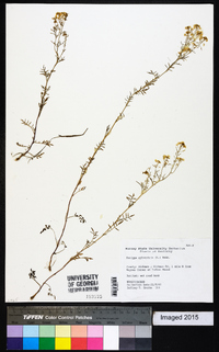 Rorippa sylvestris image