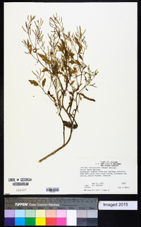 Rorippa heterophylla image