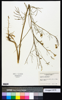 Sisymbrium altissimum image