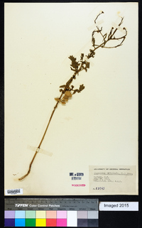 Sisymbrium officinale image