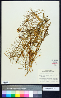 Thelypodium wrightii image