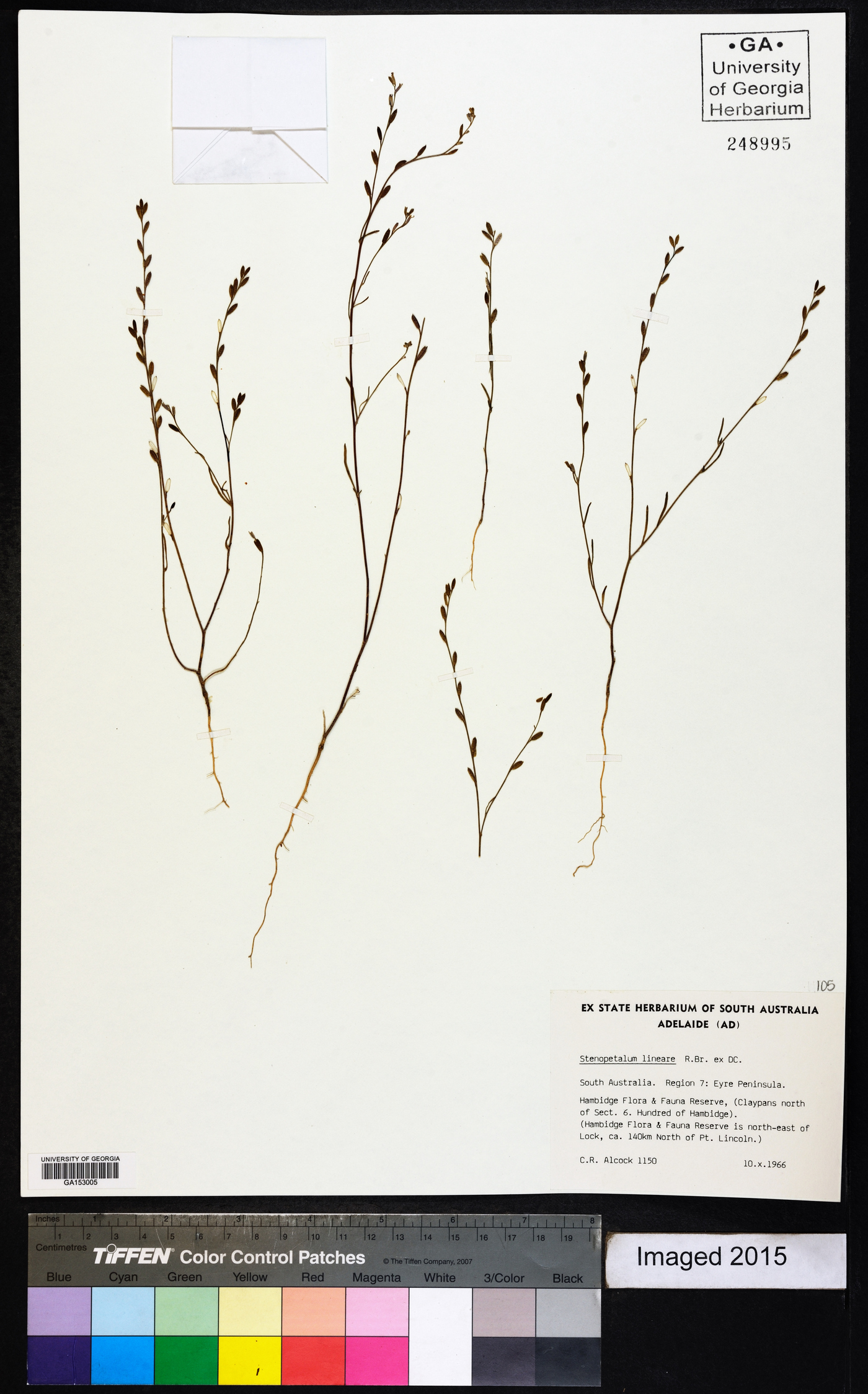 Stenopetalum lineare image