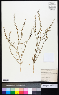 Stenopetalum lineare image