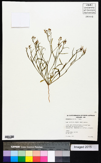 Stenopetalum nutans image