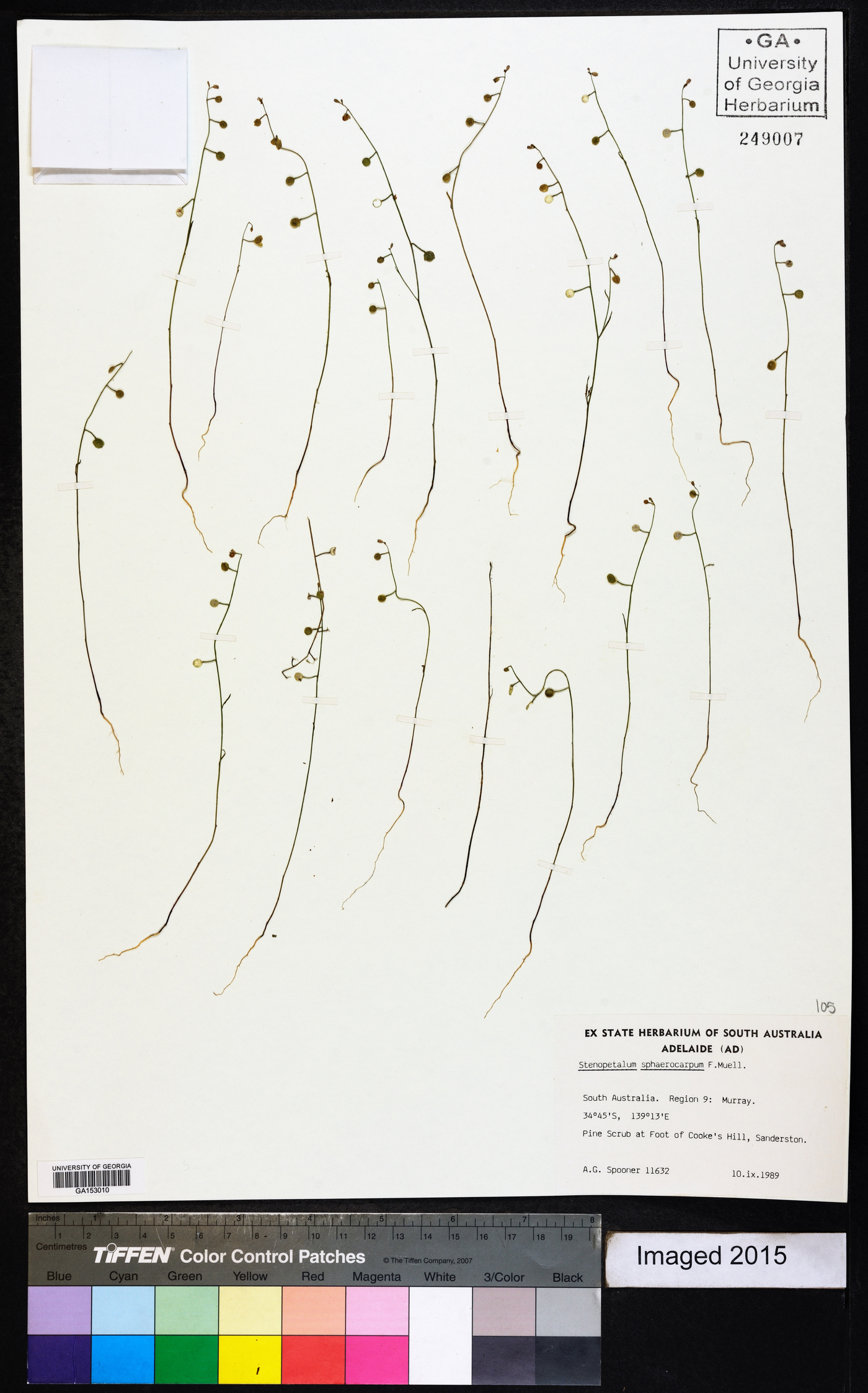 Stenopetalum sphaerocarpum image